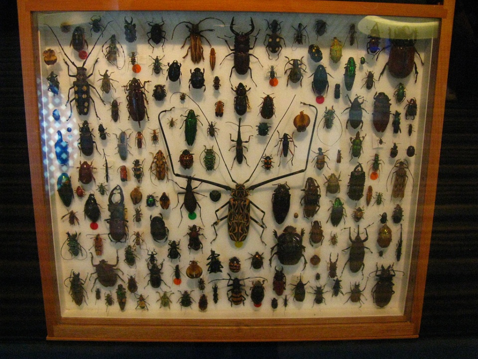 Box of Beetles